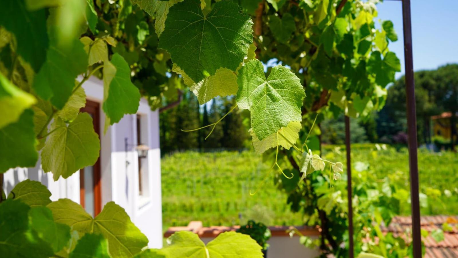 Bed and Breakfast Wine House Капаннори Экстерьер фото